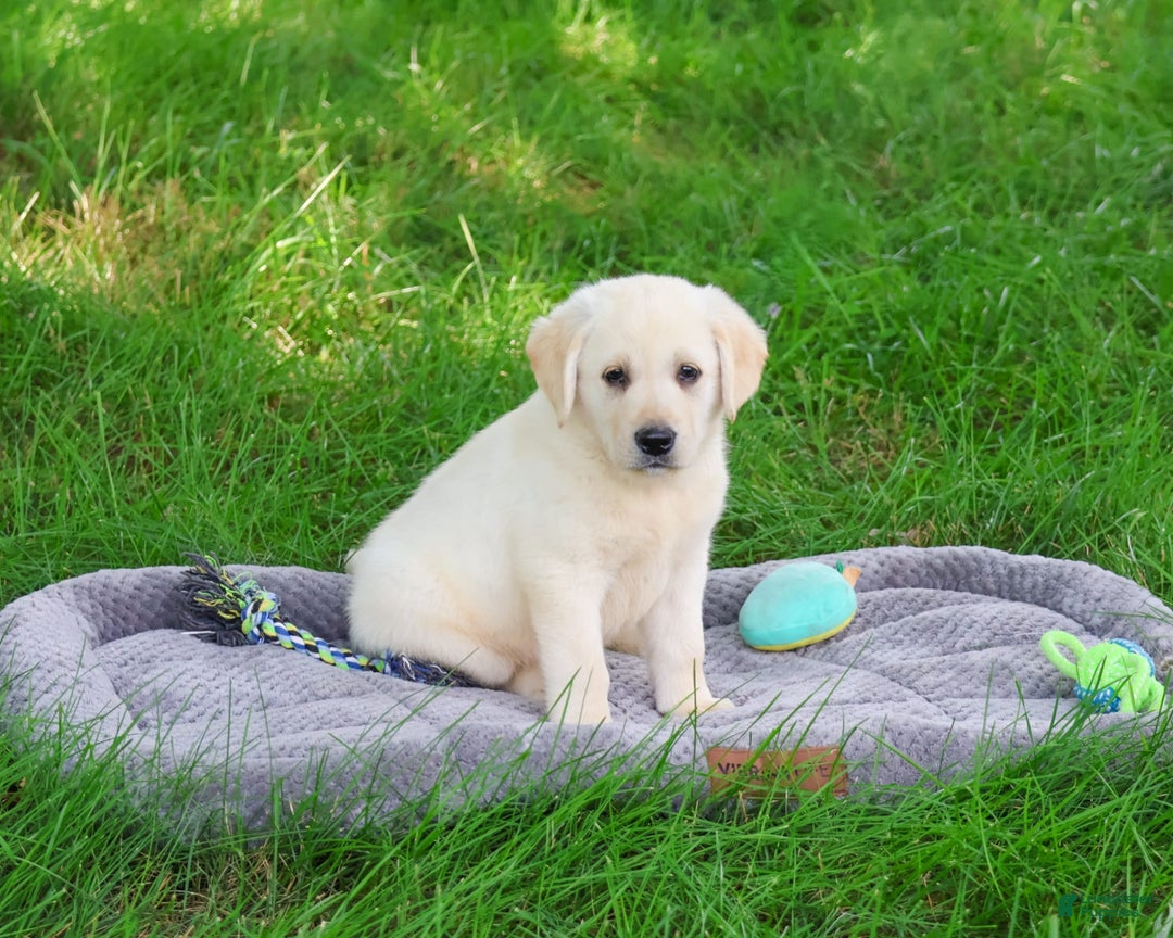 Labrador Retriever dogs for sale: Labrador Retriever 8 puppies - Image 3