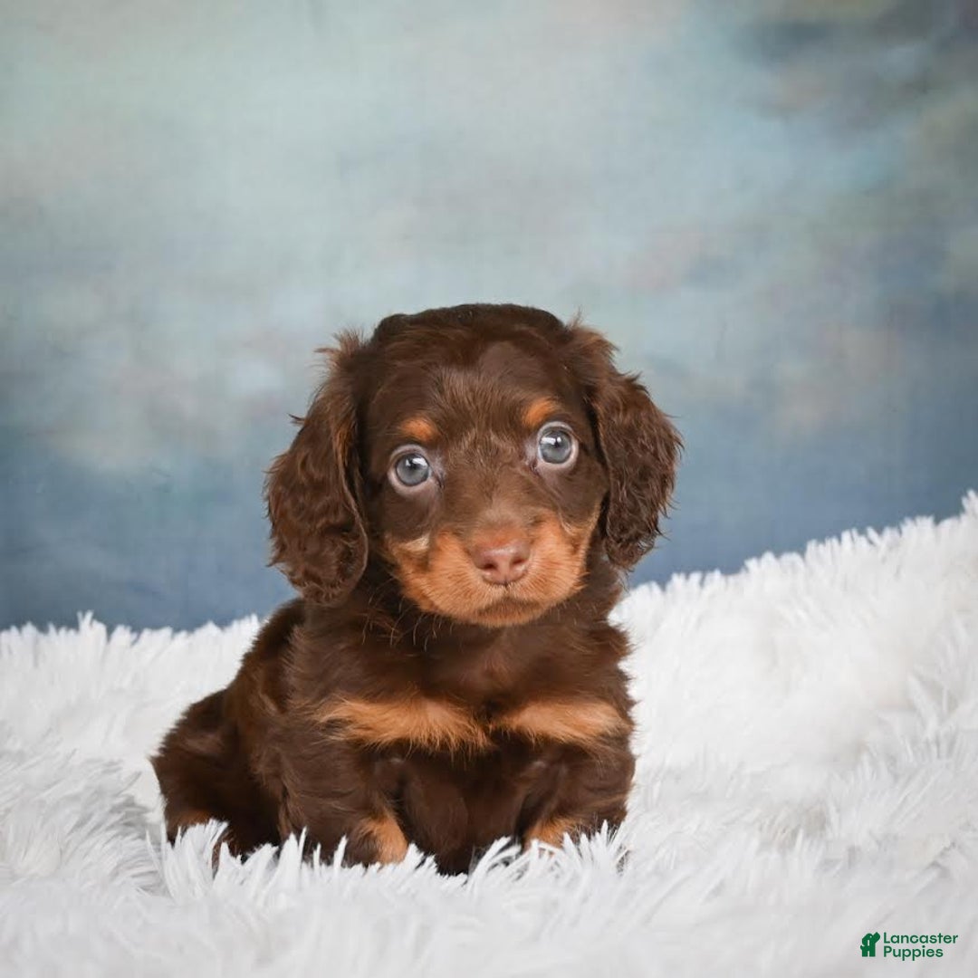 Miniature Dachshund dogs for sale: Benji - Image 4