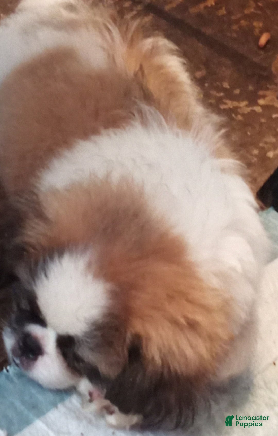 Pekingese dogs for sale: Charlie - Image 8