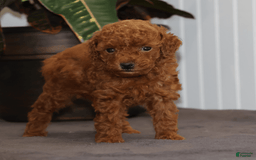 Toy Poodle dogs for sale: Eva - Image 1