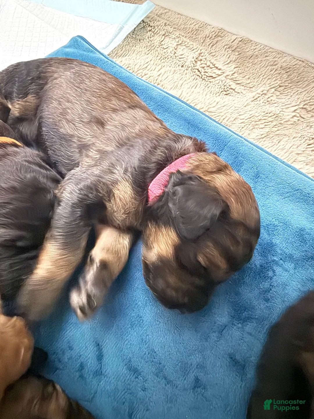 Bernedoodle dogs for sale: Pink Collar Girl - Image 6