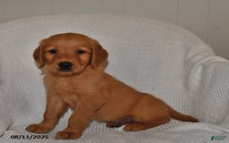 Golden Retriever dogs for sale: Maggie - Image 4