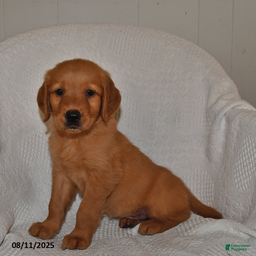 Golden Retriever dogs for sale: Maggie - Image 4