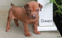 Rhodesian Ridgeback dogs for sale: Gwen - Image 15