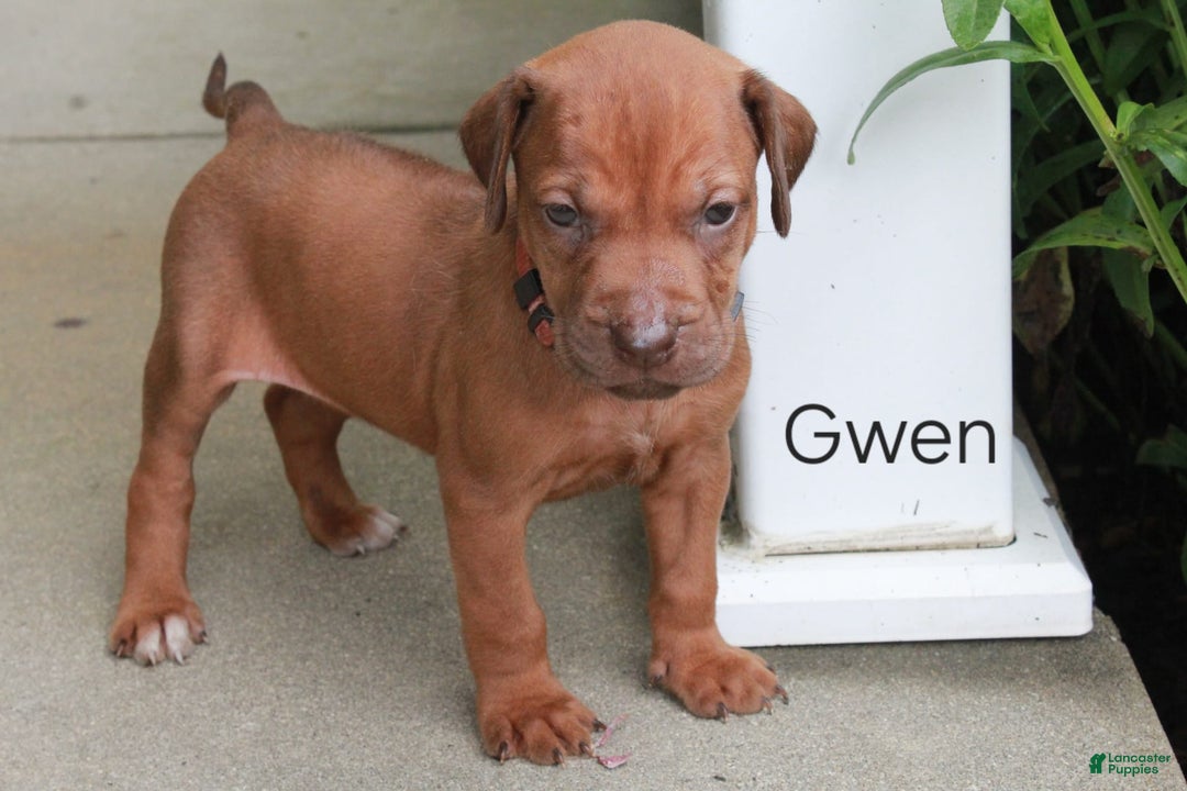 Rhodesian Ridgeback dogs for sale: Gwen - Image 15