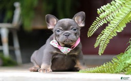 French Bulldog dogs for sale: Nora - Image 10