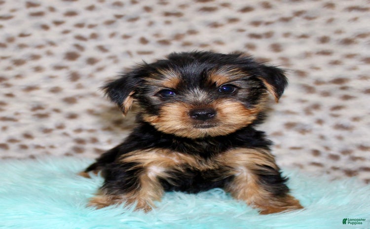 Yorkshire Terrier dogs for sale - Ad 5