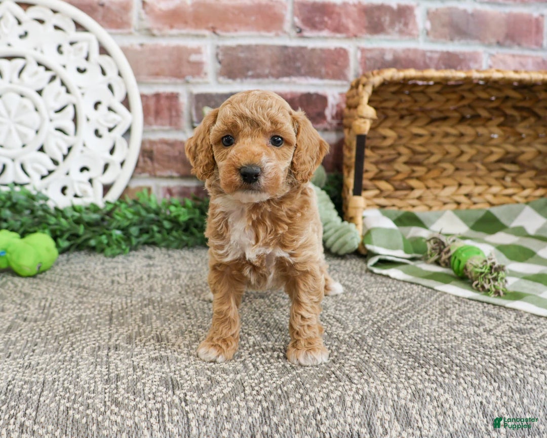 Miniature Poodle dogs for sale: Rover - Image 8