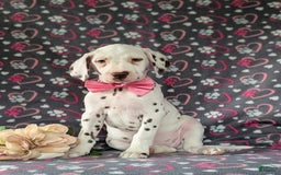Dalmatian dogs for sale: Katie Liver - Image 8