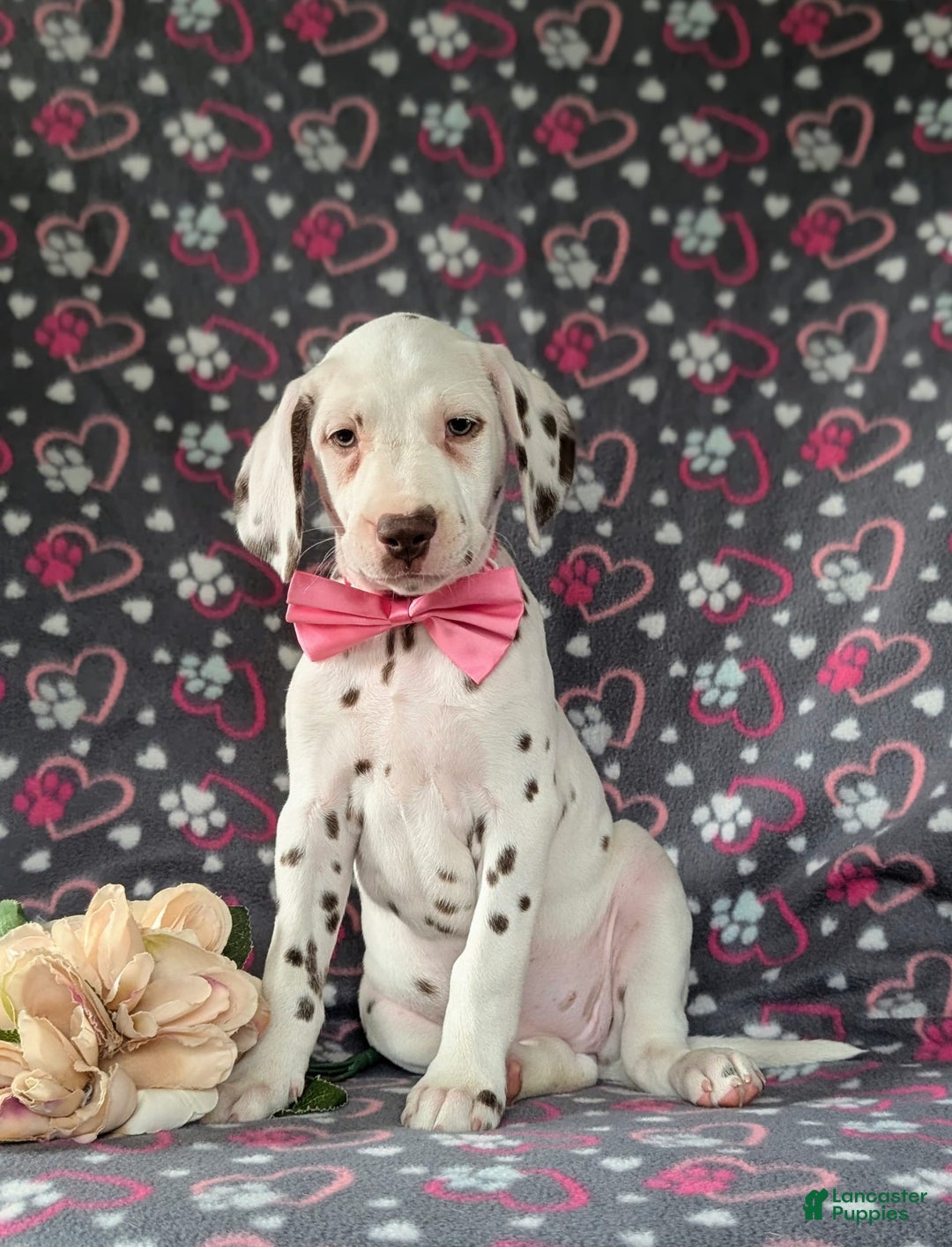 Dalmatian dogs for sale: Katie Liver - Image 8