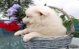 American Eskimo dogs for sale: Marshmello - Image 1