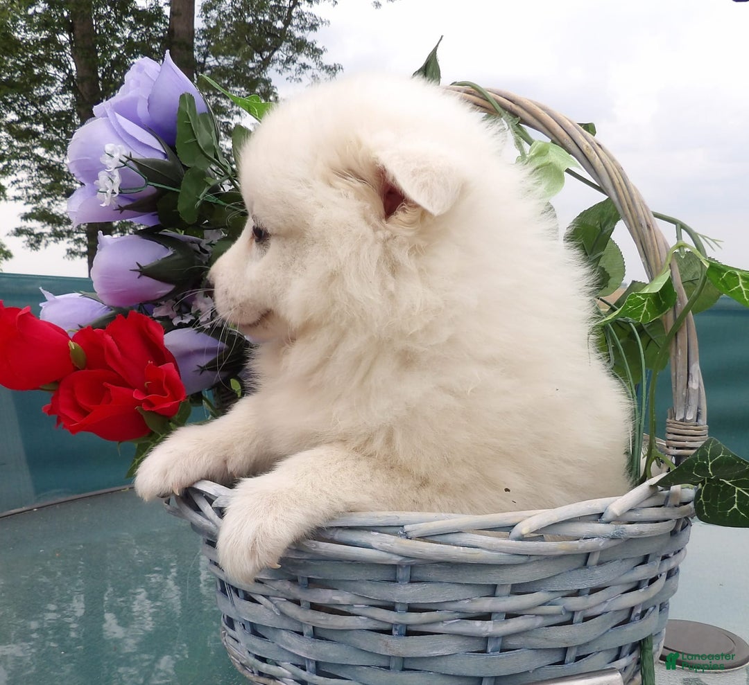 American Eskimo dogs for sale: Marshmello - Image 1