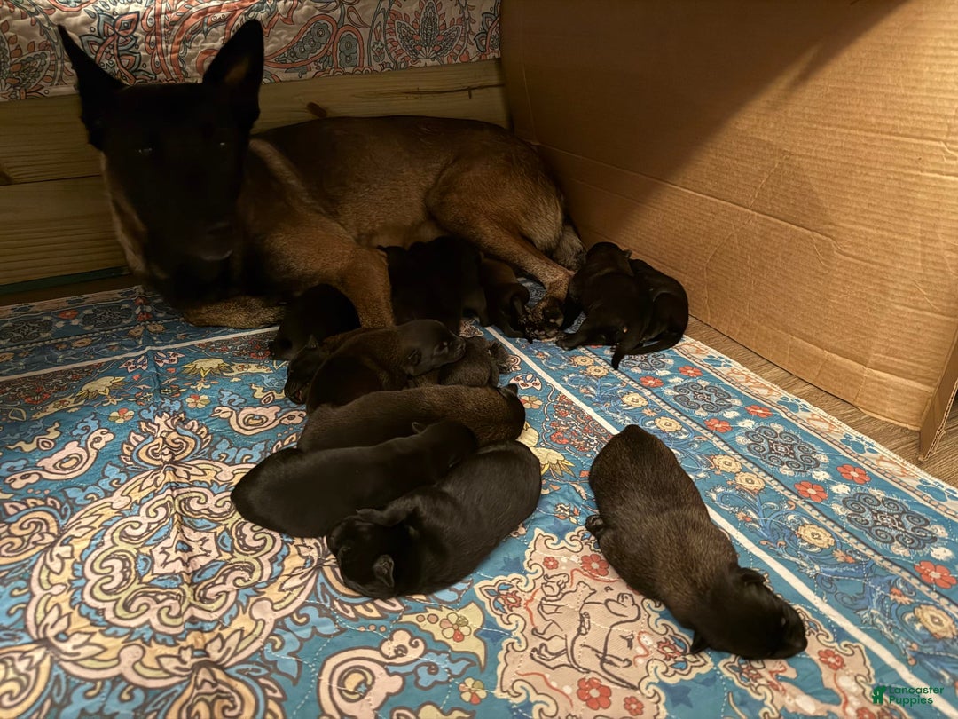 Belgian Malinois dogs for sale: Belgian Malinois Female - Image 2