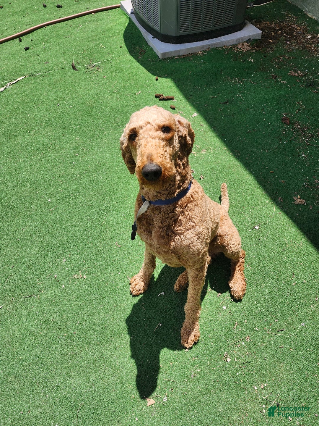 Standard Poodle dogs for sale: Bubbles - Image 6