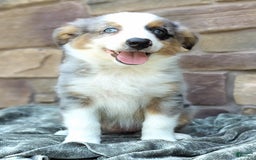 Miniature Australian Shepherd dogs for sale: Hallie - Image 4