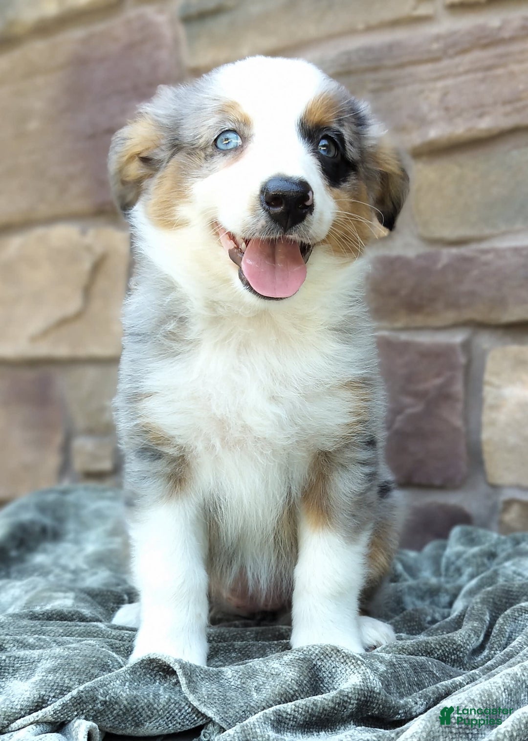 Miniature Australian Shepherd dogs for sale: Hallie - Image 4