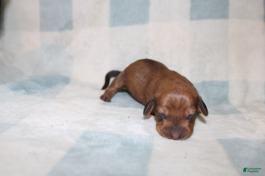 Miniature Dachshund dogs for sale: Miah Mini - Image 5
