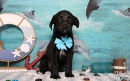 Labrador Retriever dogs for sale: Obsidian - Image 19