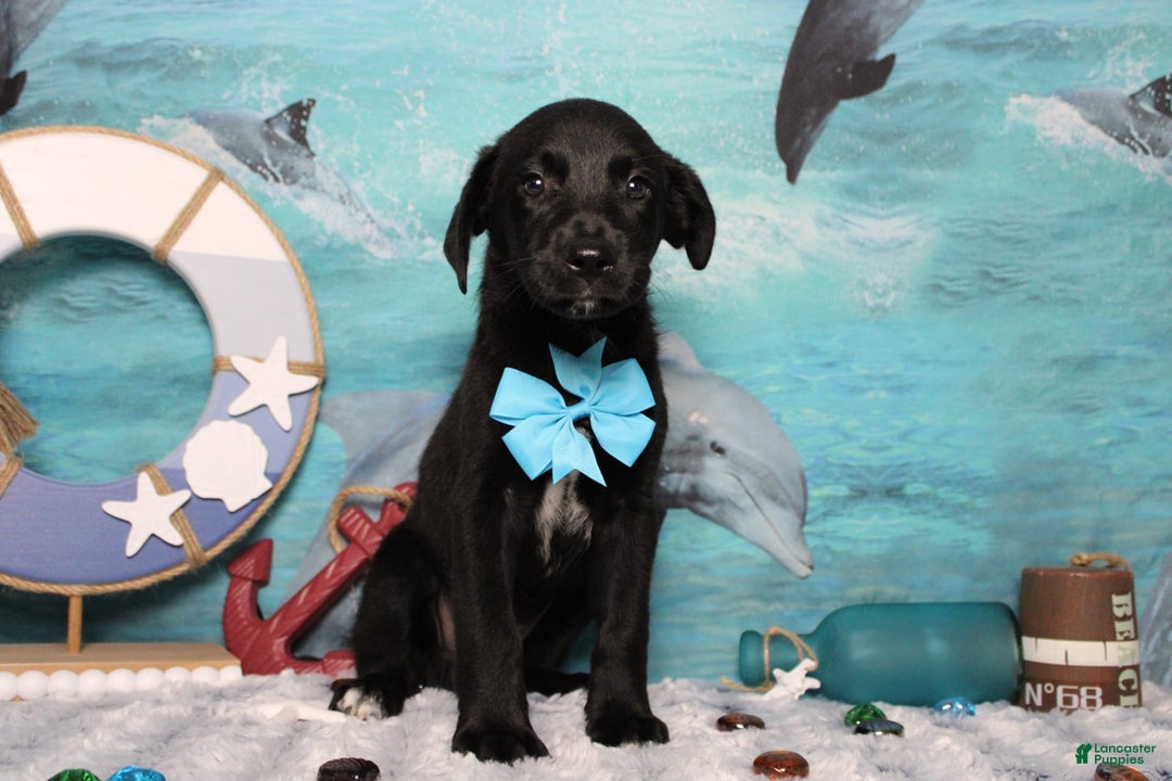Labrador Retriever dogs for sale: Obsidian - Image 19