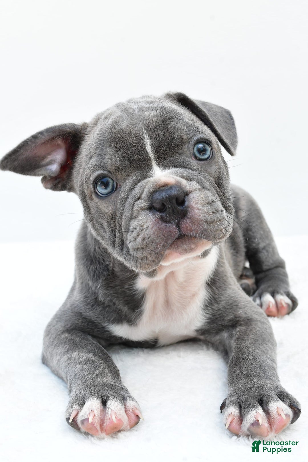 Frenchton dogs for sale: Baxter - Image 4