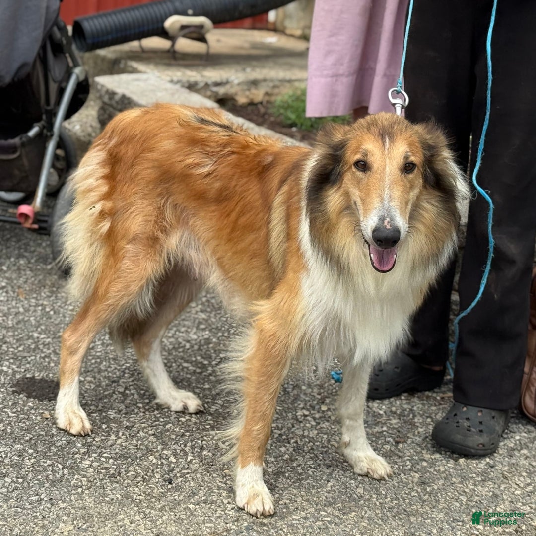 Collie dogs for sale: Amora - Image 11