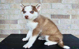 Siberian Husky dogs for sale: Alice - Image 4