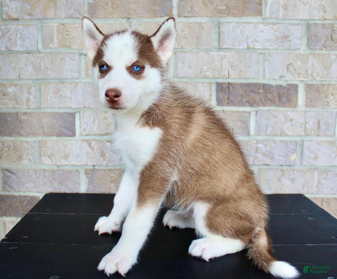 Siberian Husky dogs for sale: Alice - Image 4