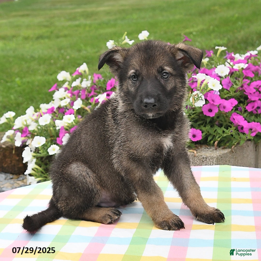 German Shepherd dogs for sale: Bentley - Image 4