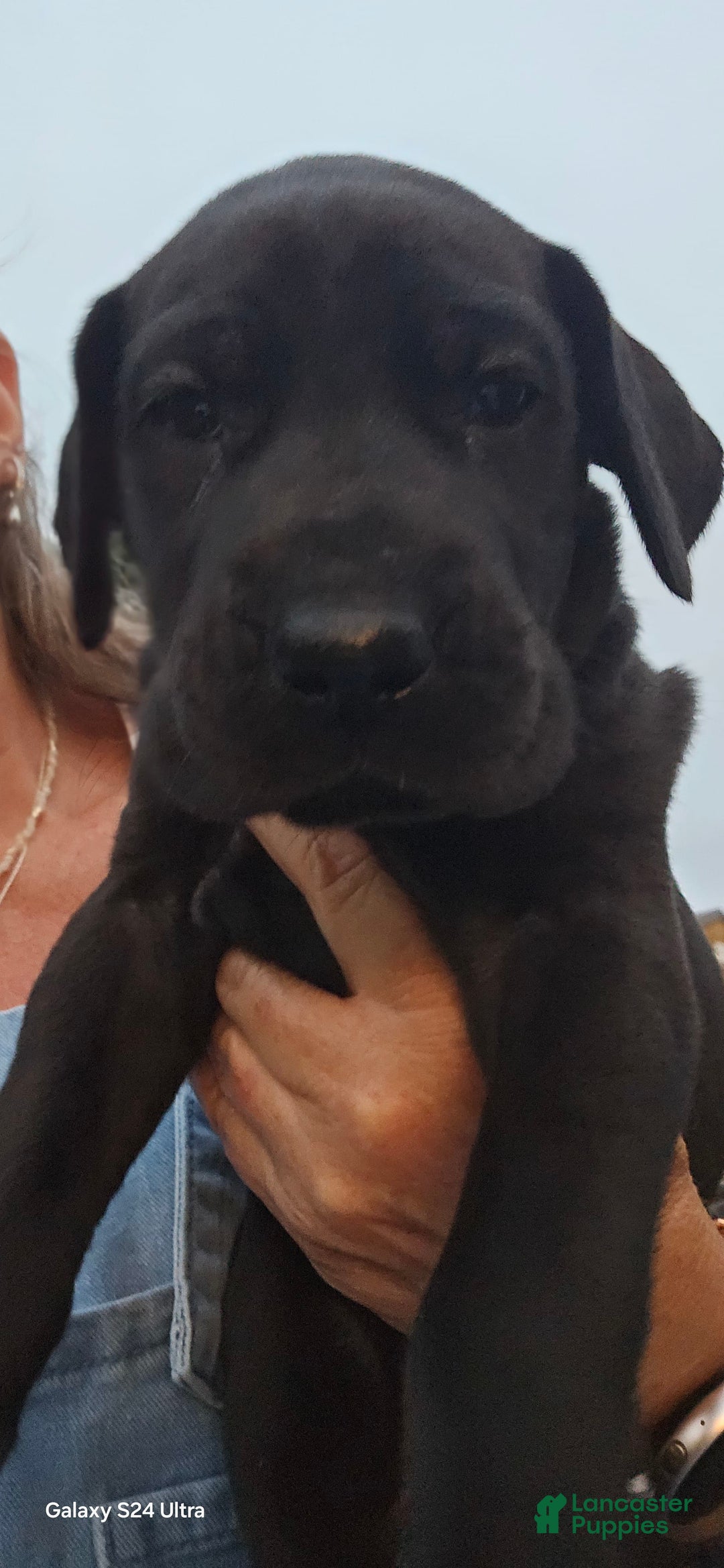 Great Dane dogs for sale: Onyx - Image 16