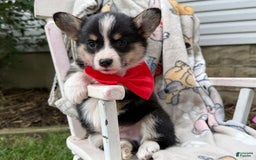 Welsh Corgi Pembroke dogs for sale: Jimmy - Image 4