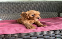 Cavapoo dogs for sale: Moose - Image 10