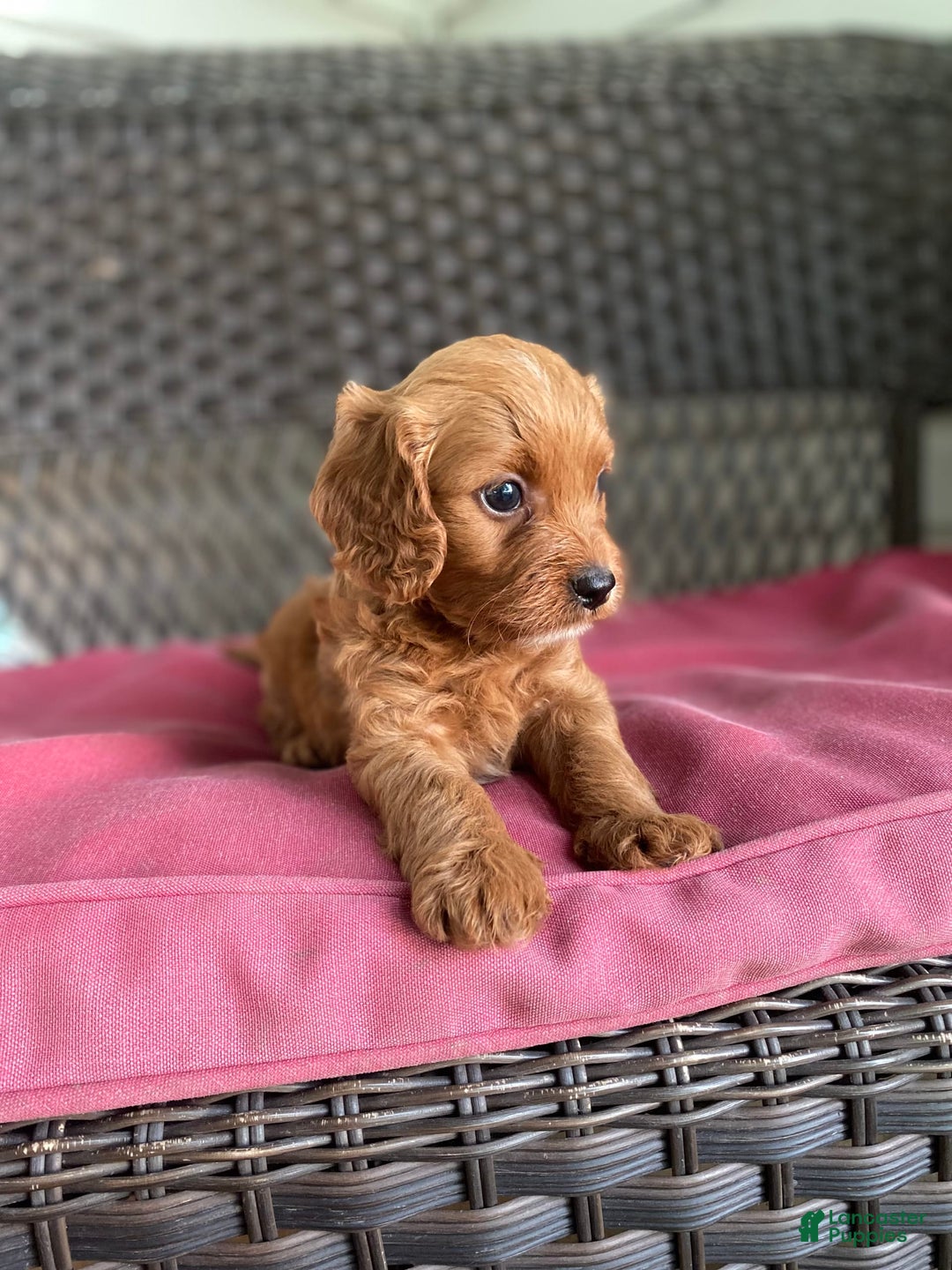 Cavapoo dogs for sale: Moose - Image 10