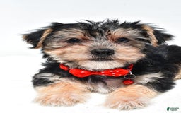 Morkie dogs for sale: Milo - Image 7