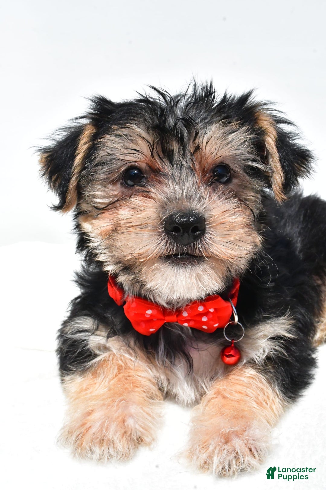 Morkie dogs for sale: Milo - Image 7