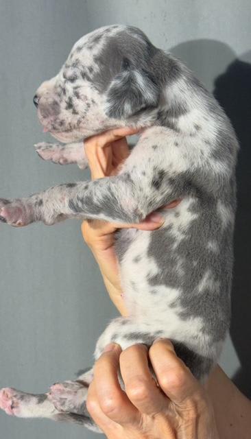 Great Dane dogs for sale: Lenny - Blue Merle - Image 2