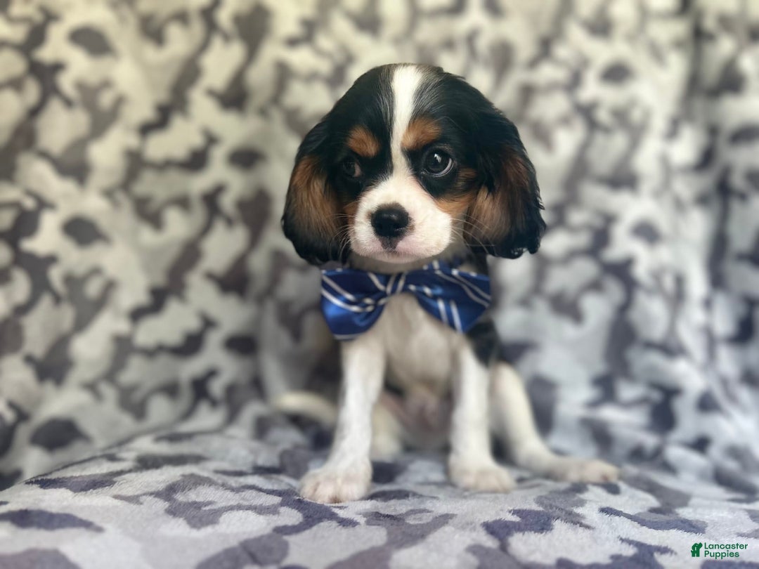 Cavalier King Charles Spaniel dogs for sale: Beans - Image 5