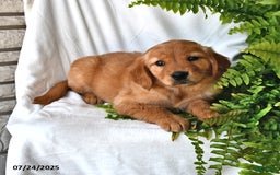 Golden Retriever dogs for sale: Ruby - Image 2