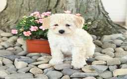 Miniature Poodle dogs for sale: Sunshine - Image 2