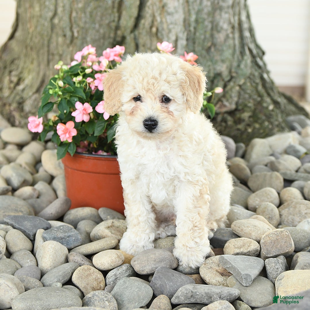 Miniature Poodle dogs for sale: Sunshine - Image 2