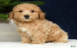 Bichpoo dogs for sale: Kent - Image 1