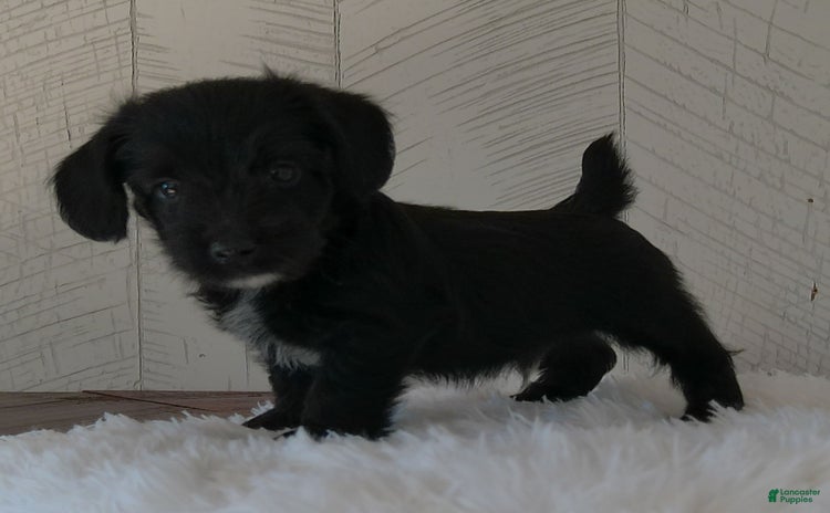 Yorkiepoo dogs for sale - Ad 1