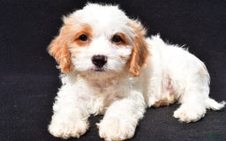 Cavachon dogs for sale: Bruce - Image 4