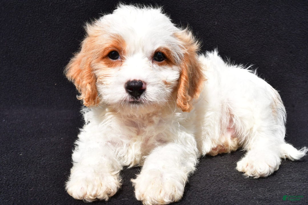 Cavachon dogs for sale: Bruce - Image 4