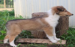 Collie dogs for sale: Ava - Image 4