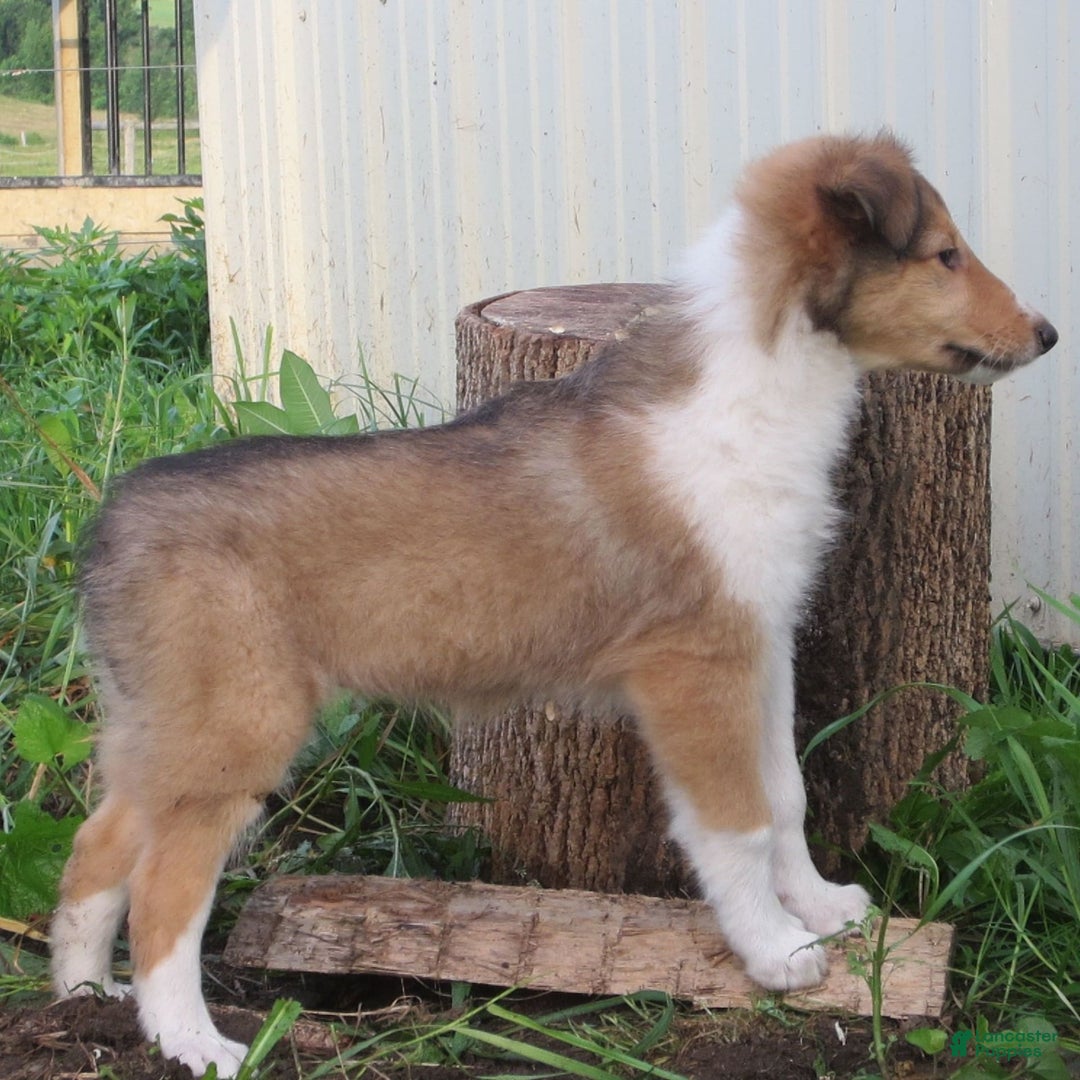 Collie dogs for sale: Ava - Image 4