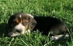 Beagle dogs for sale: Webster - Image 1