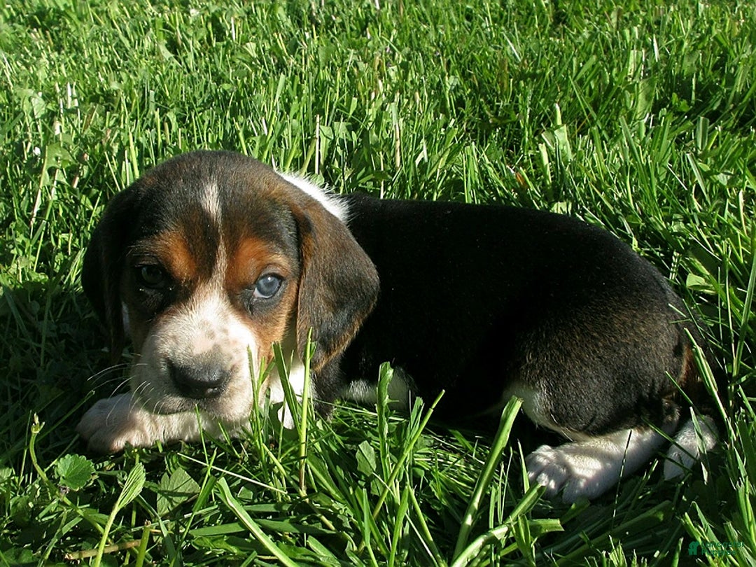 Beagle dogs for sale: Webster - Image 1