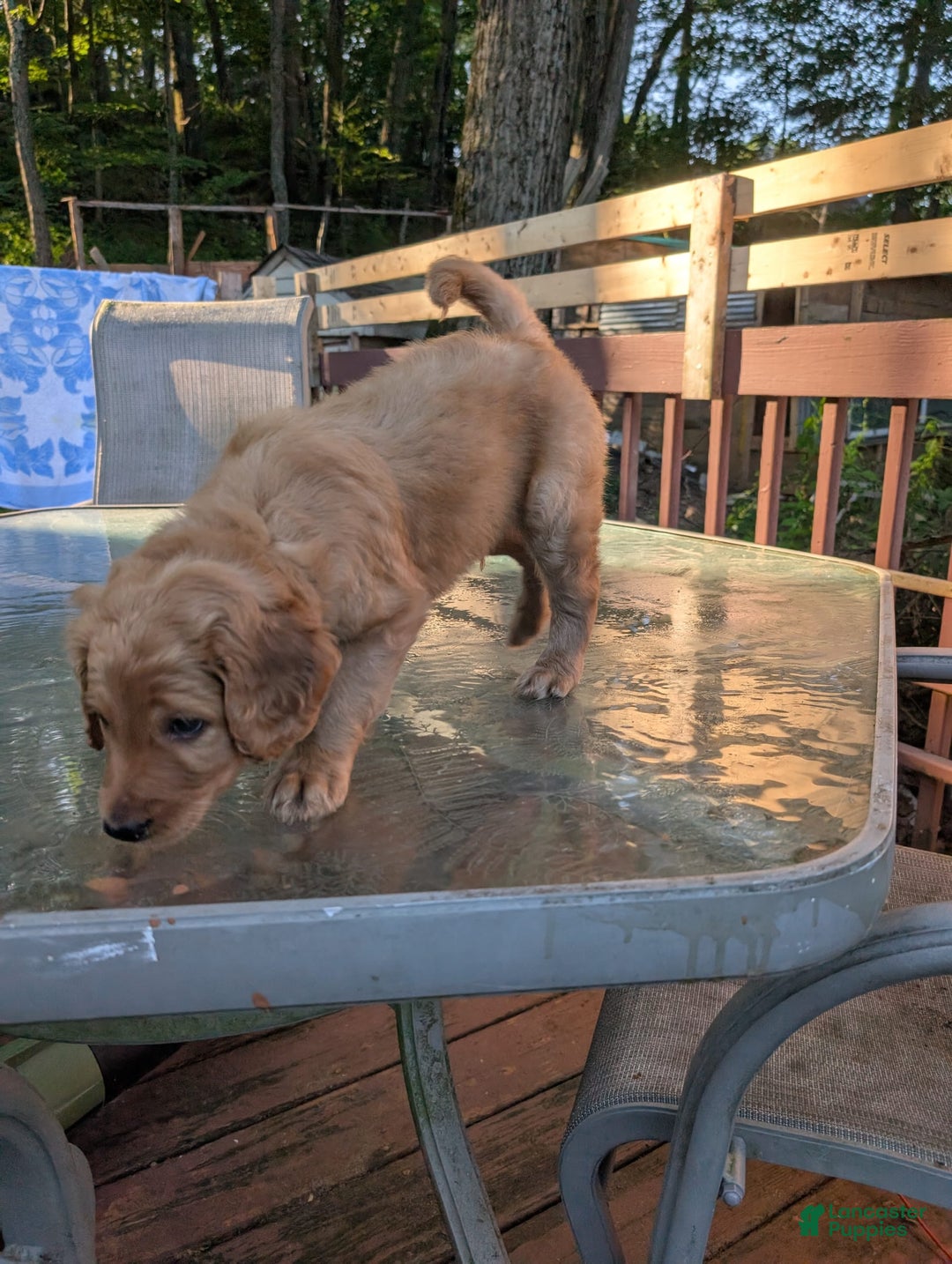 Goldendoodle dogs for sale: James - Image 4