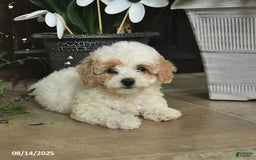 Shihpoo dogs for sale: Willow - Image 1