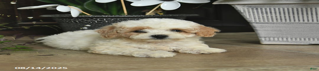 Willow